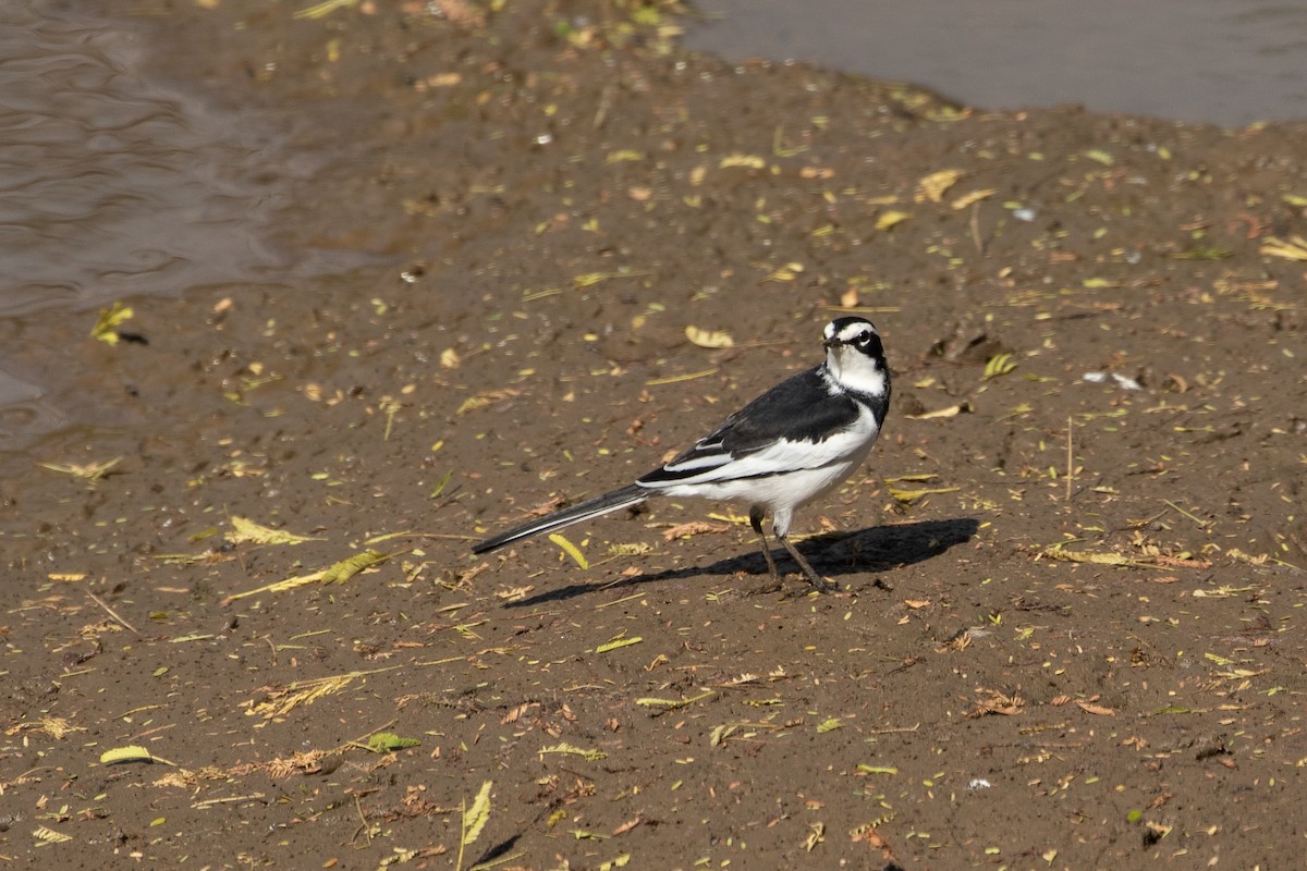 African Pied Wagtail - Philipp Boersch-Supan