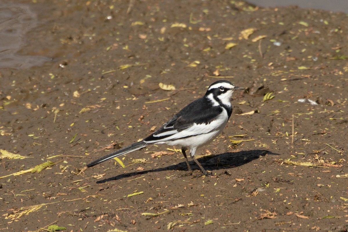 Lavandera Africana - ML487133201