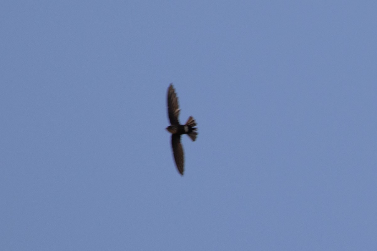 Mottled Spinetail - ML487133341