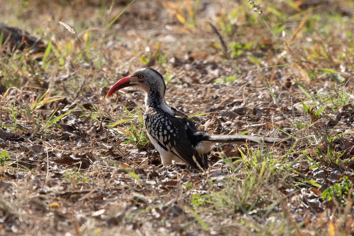 Southern Red-billed Hornbill - ML487133471