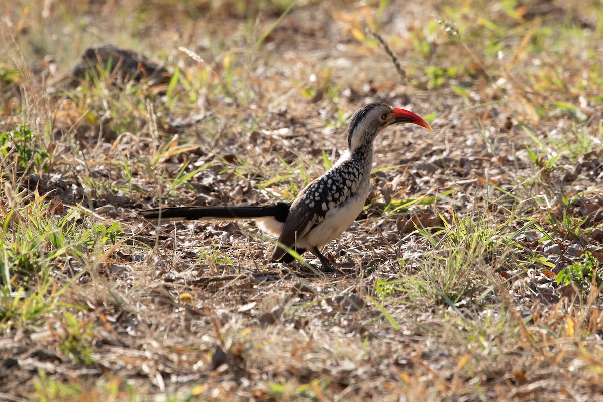 Southern Red-billed Hornbill - ML487133491