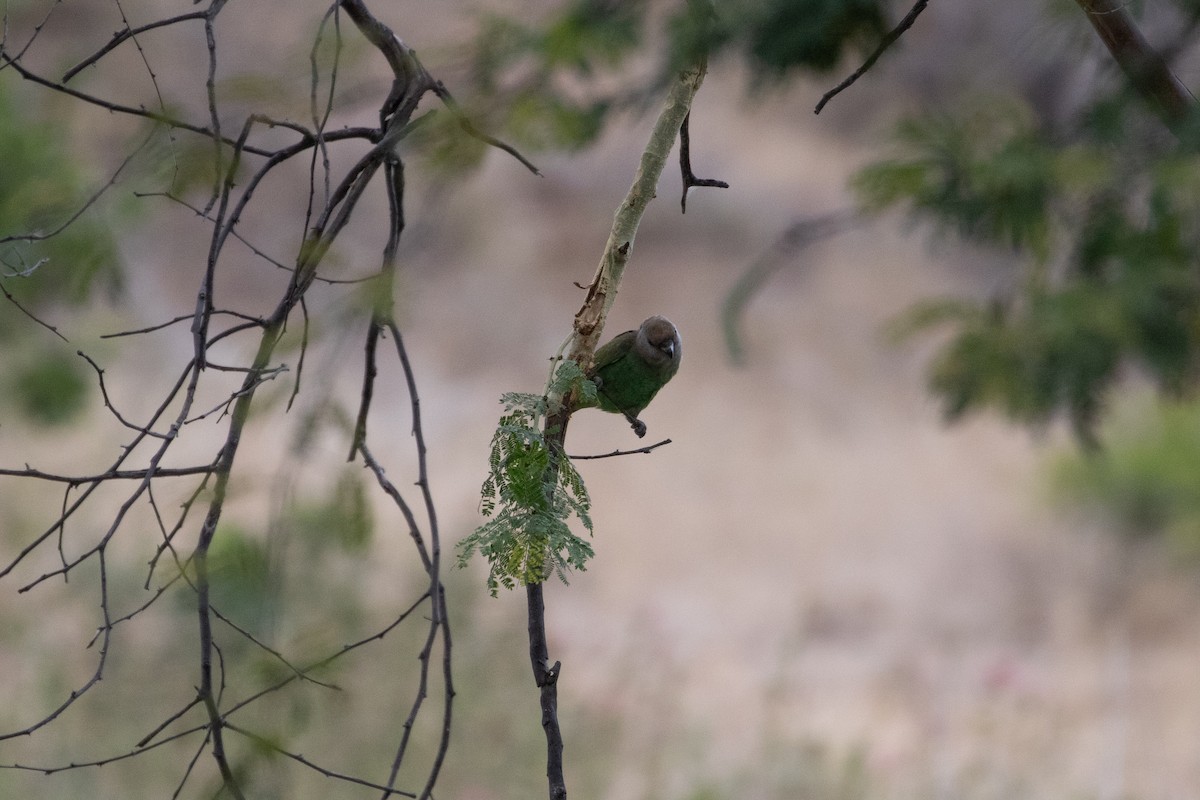 Brown-headed Parrot - Philipp Boersch-Supan