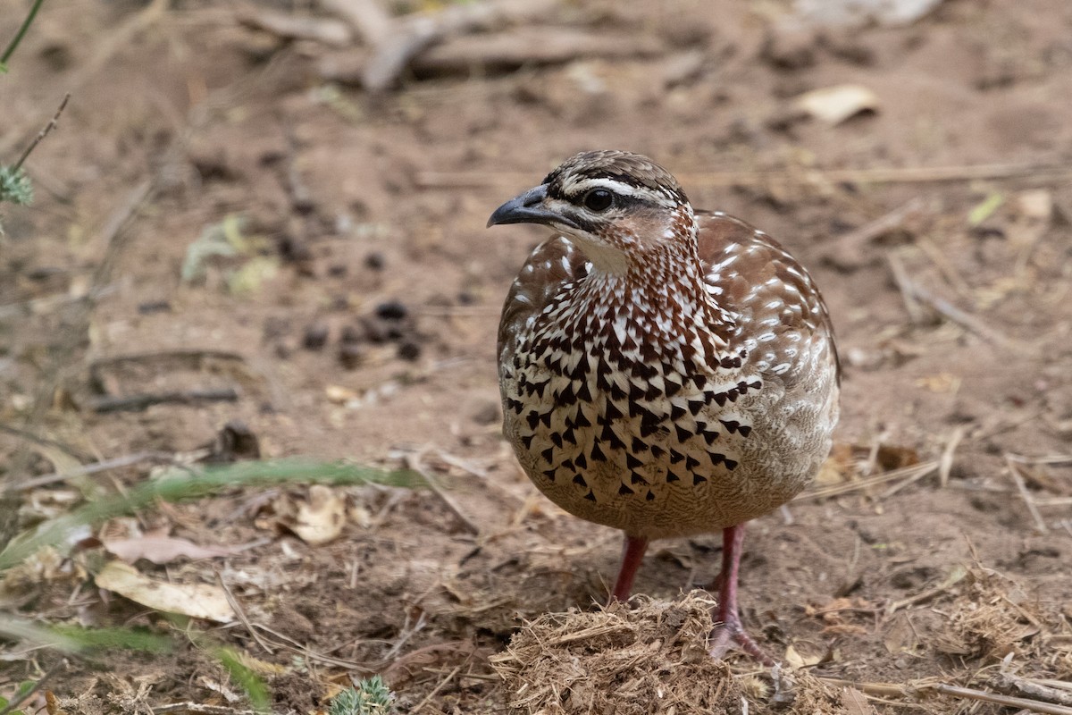 Crested Francolin - ML487133681