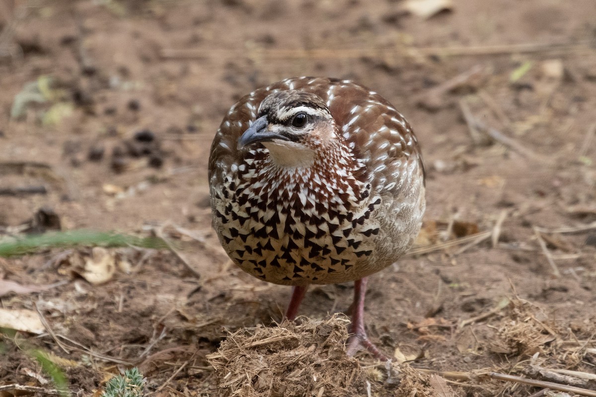 Crested Francolin - ML487133711