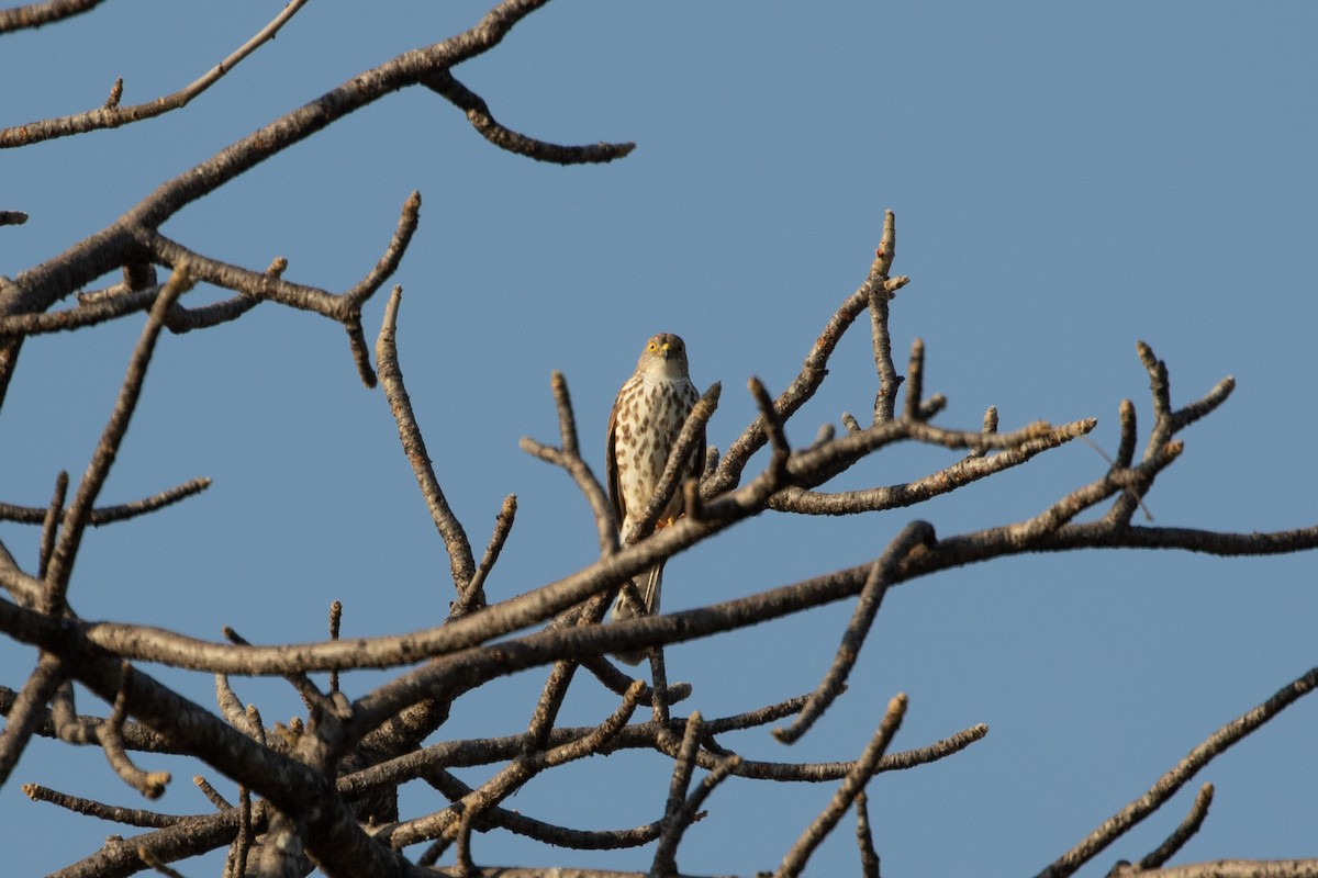 Little Sparrowhawk - ML487133921