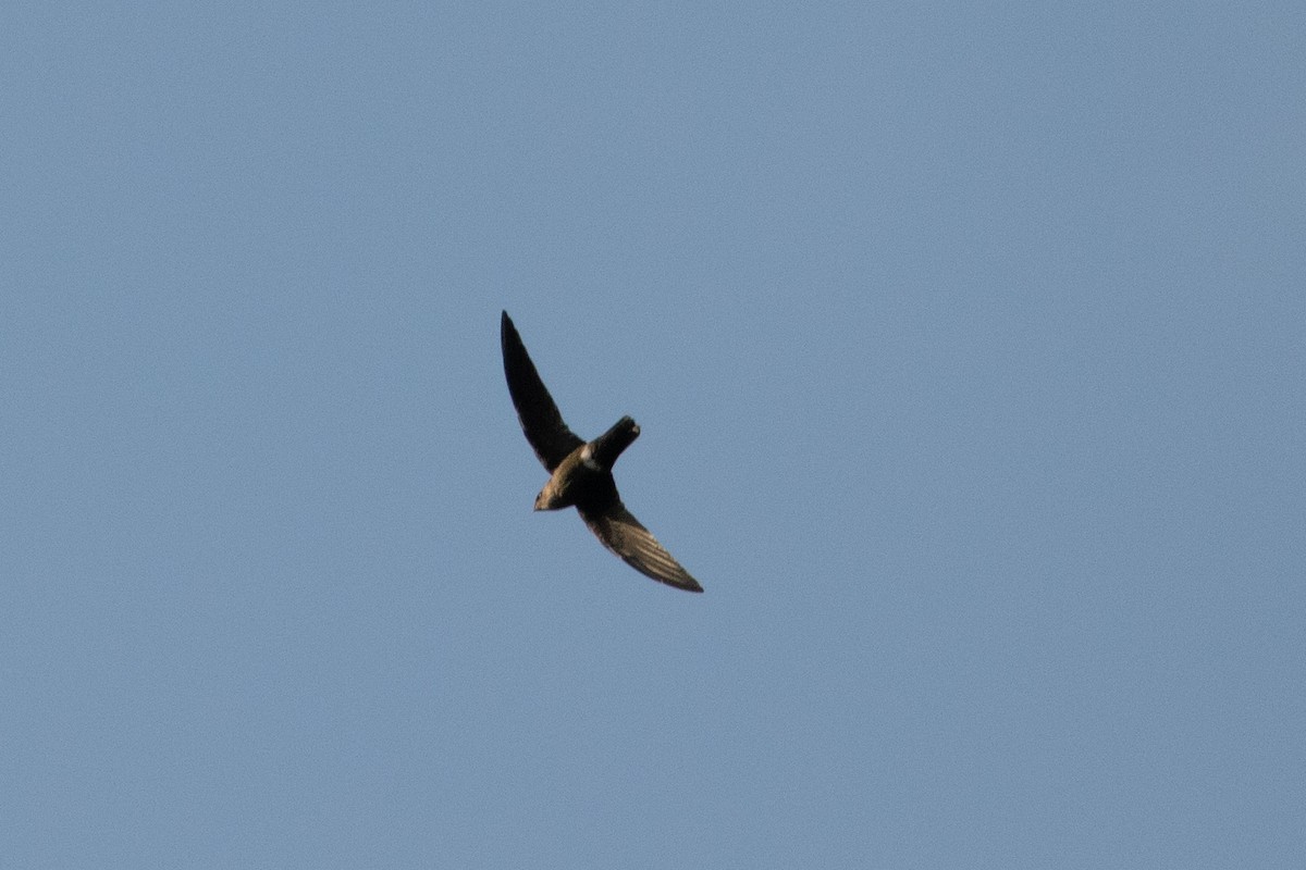 Mottled Spinetail - ML487133931