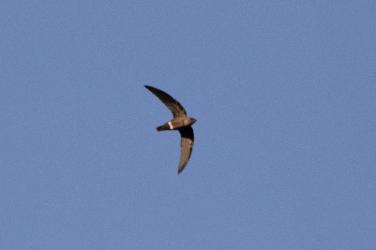 Mottled Spinetail - ML487133941