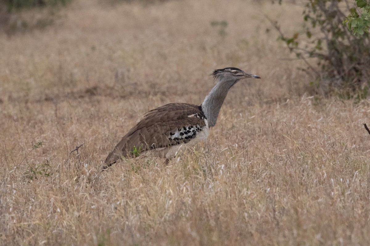 Kori Bustard - ML487135161