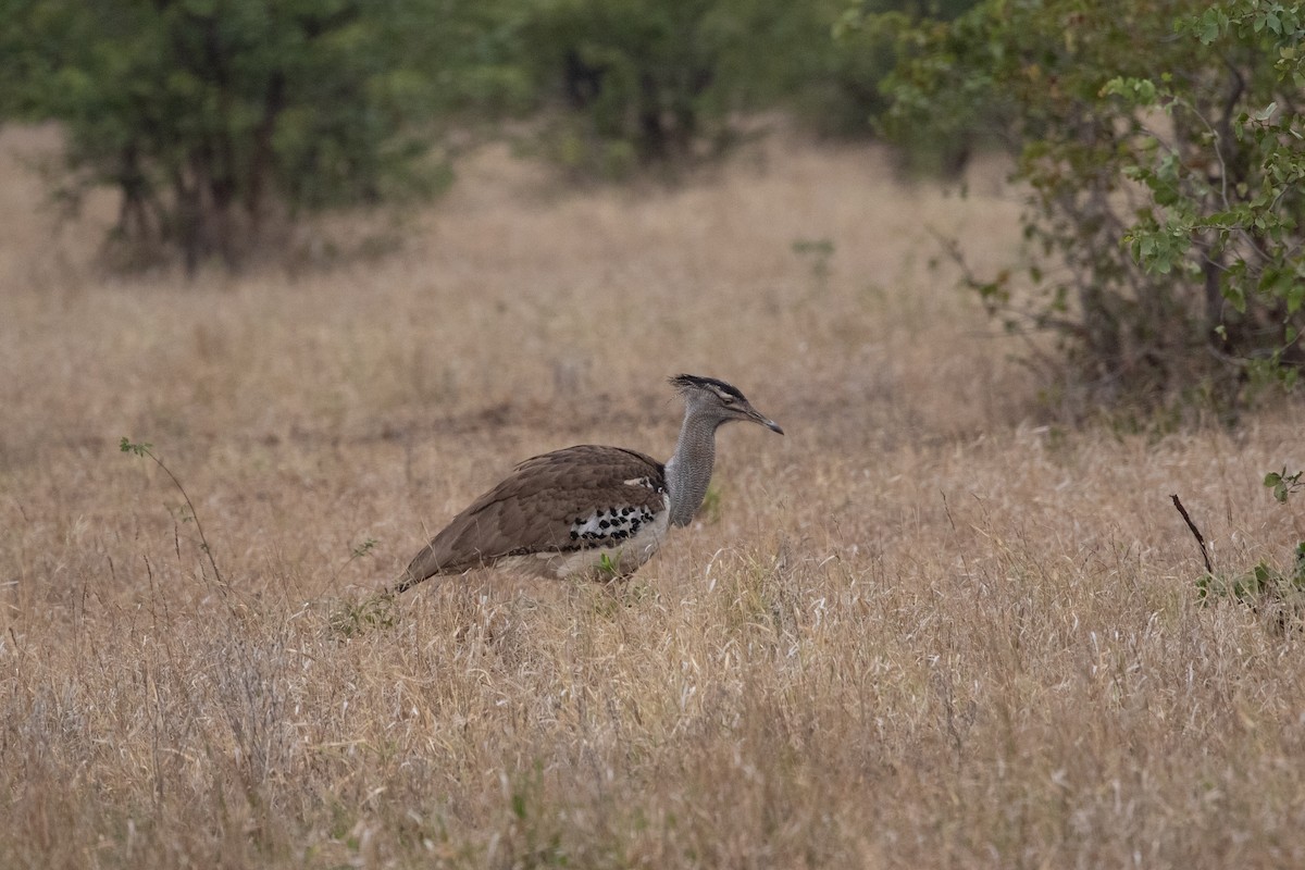 Kori Bustard - ML487135171