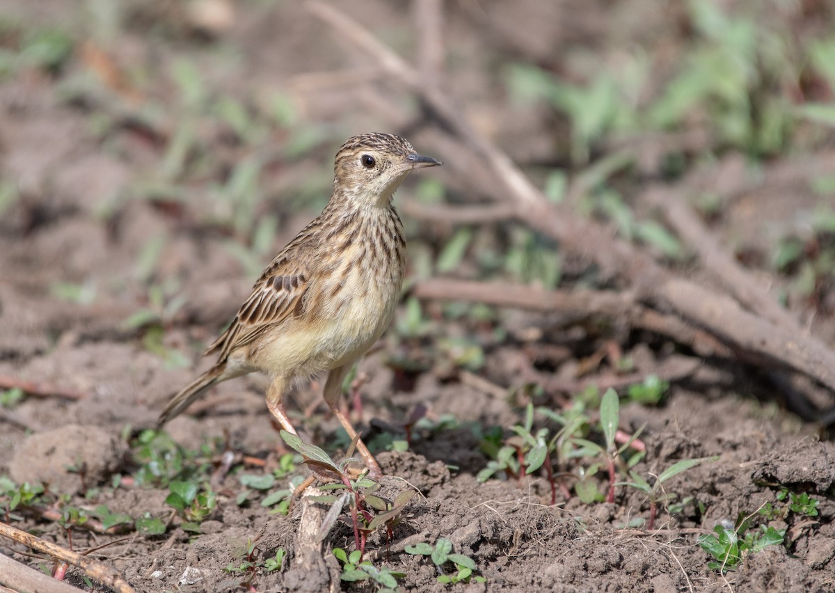 Yellowish Pipit - ML487138401