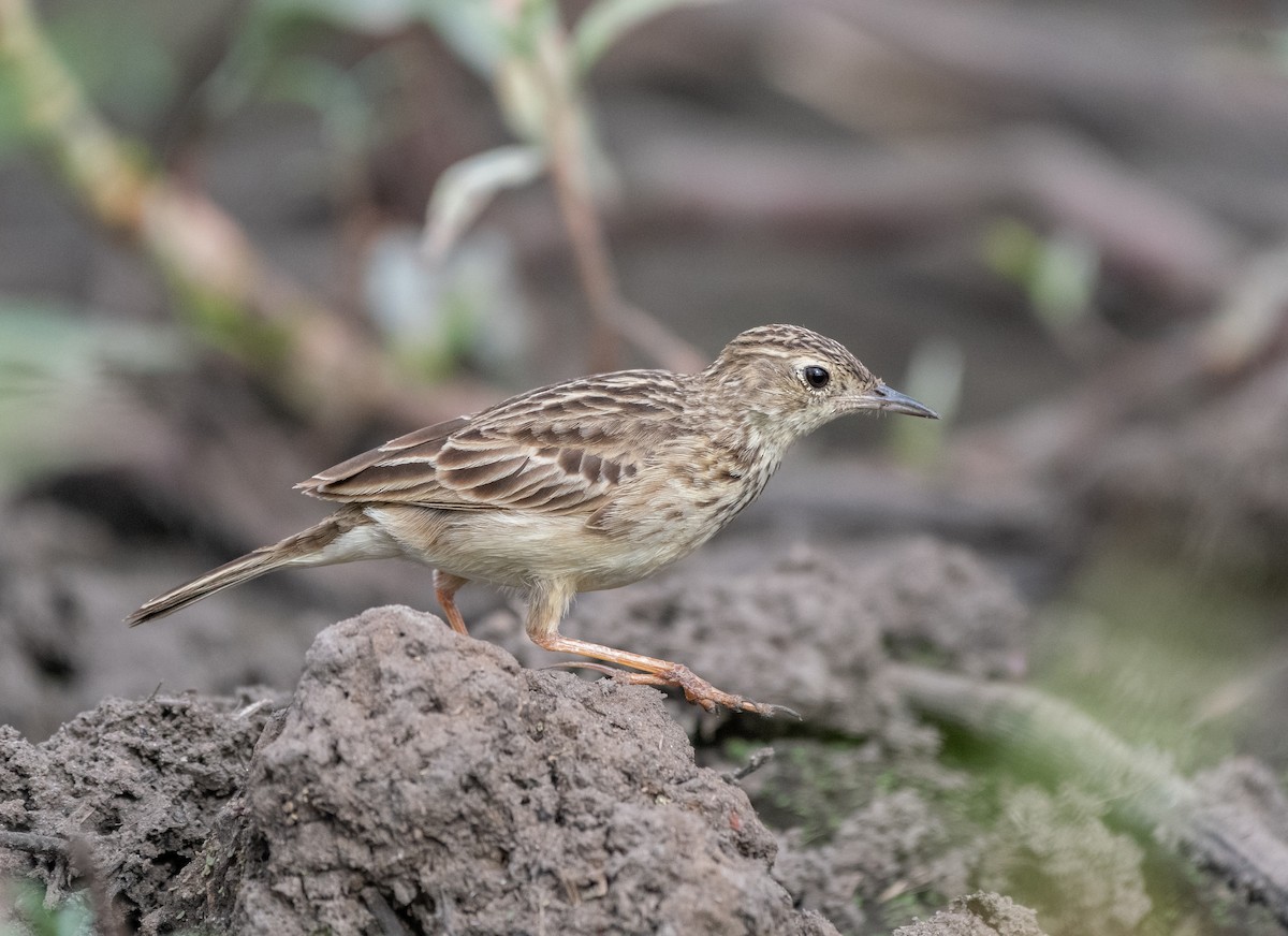 Yellowish Pipit - ML487138411