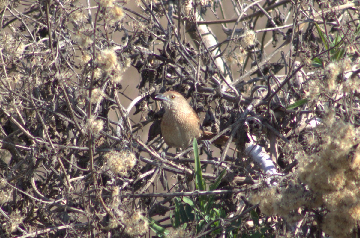 Freckle-breasted Thornbird - Leopoldo Andrini