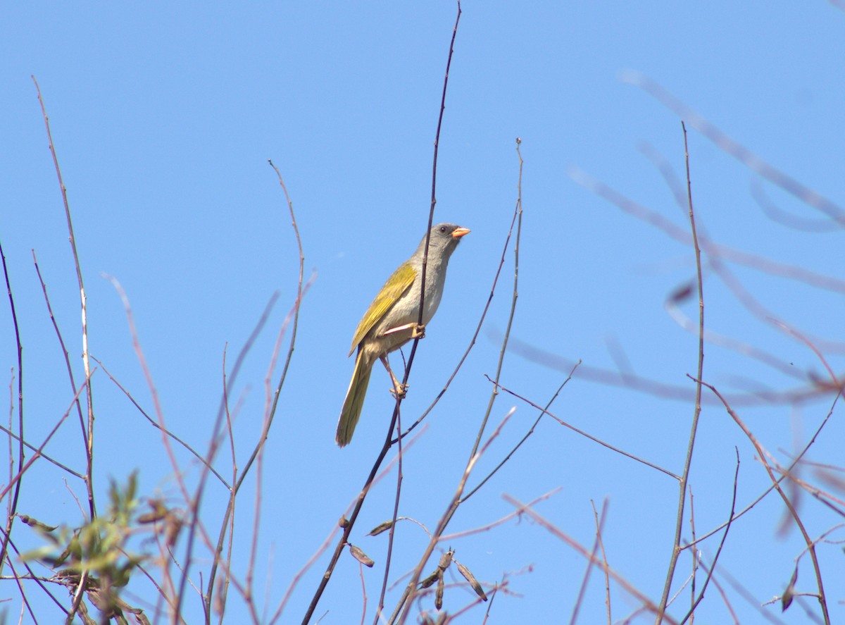 Great Pampa-Finch - ML487140321