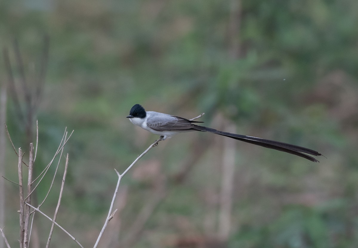 Fork-tailed Flycatcher (savana) - ML487140361