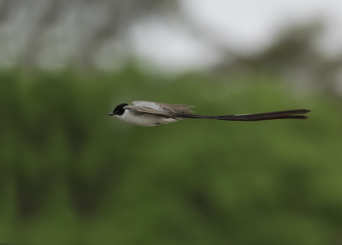 Fork-tailed Flycatcher (savana) - ML487140561