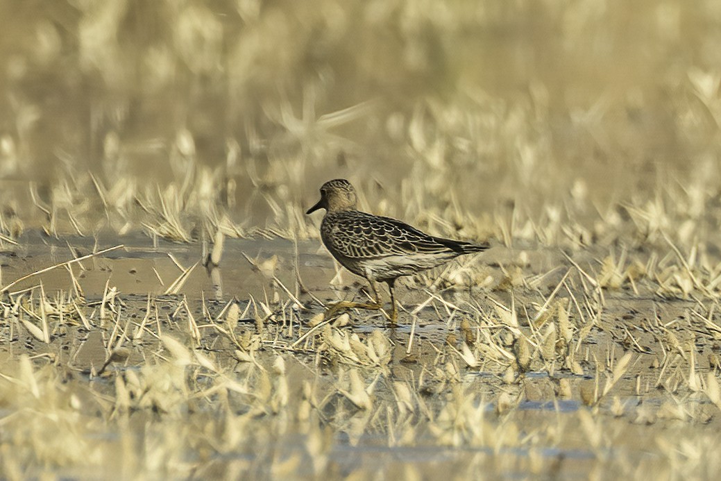 Buff-breasted Sandpiper - ML487140631