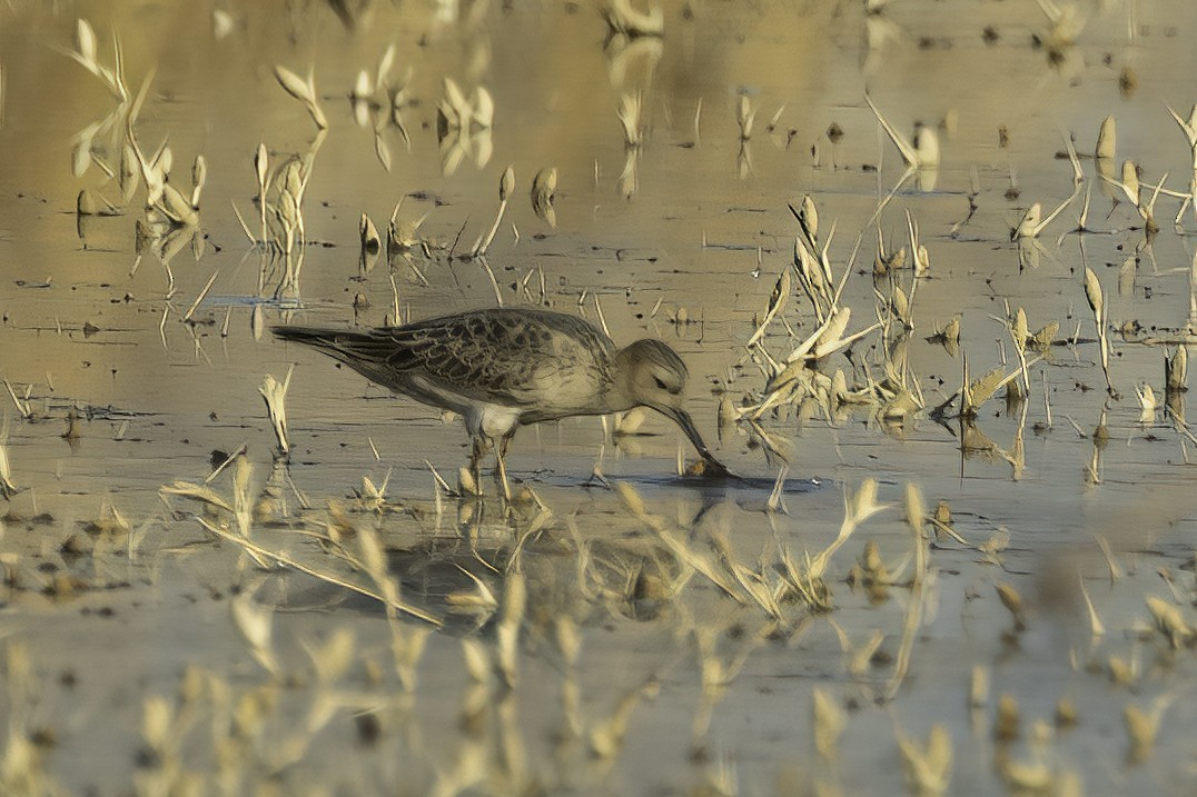 Buff-breasted Sandpiper - ML487140671