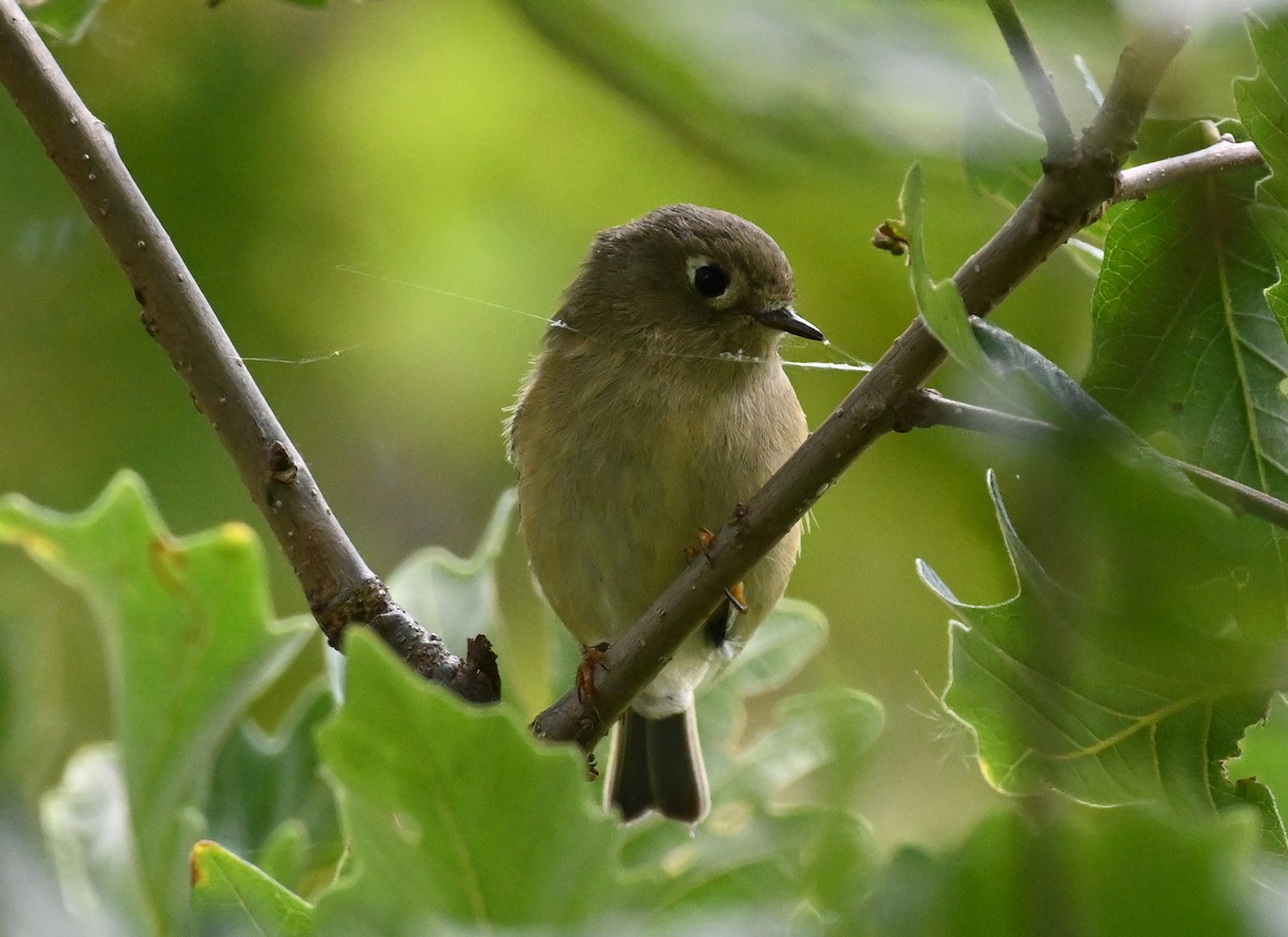 Ruby-crowned Kinglet - ML487141541