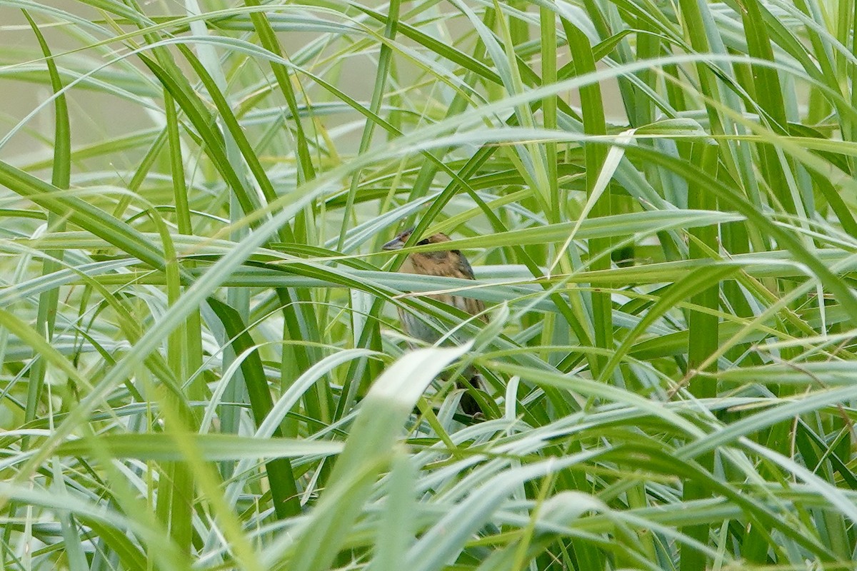 Nelson's Sparrow - ML487142601