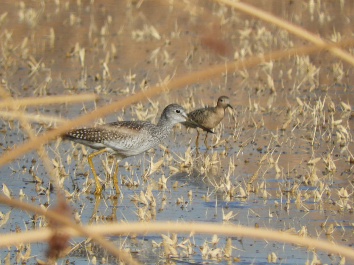 Buff-breasted Sandpiper - ML487143581