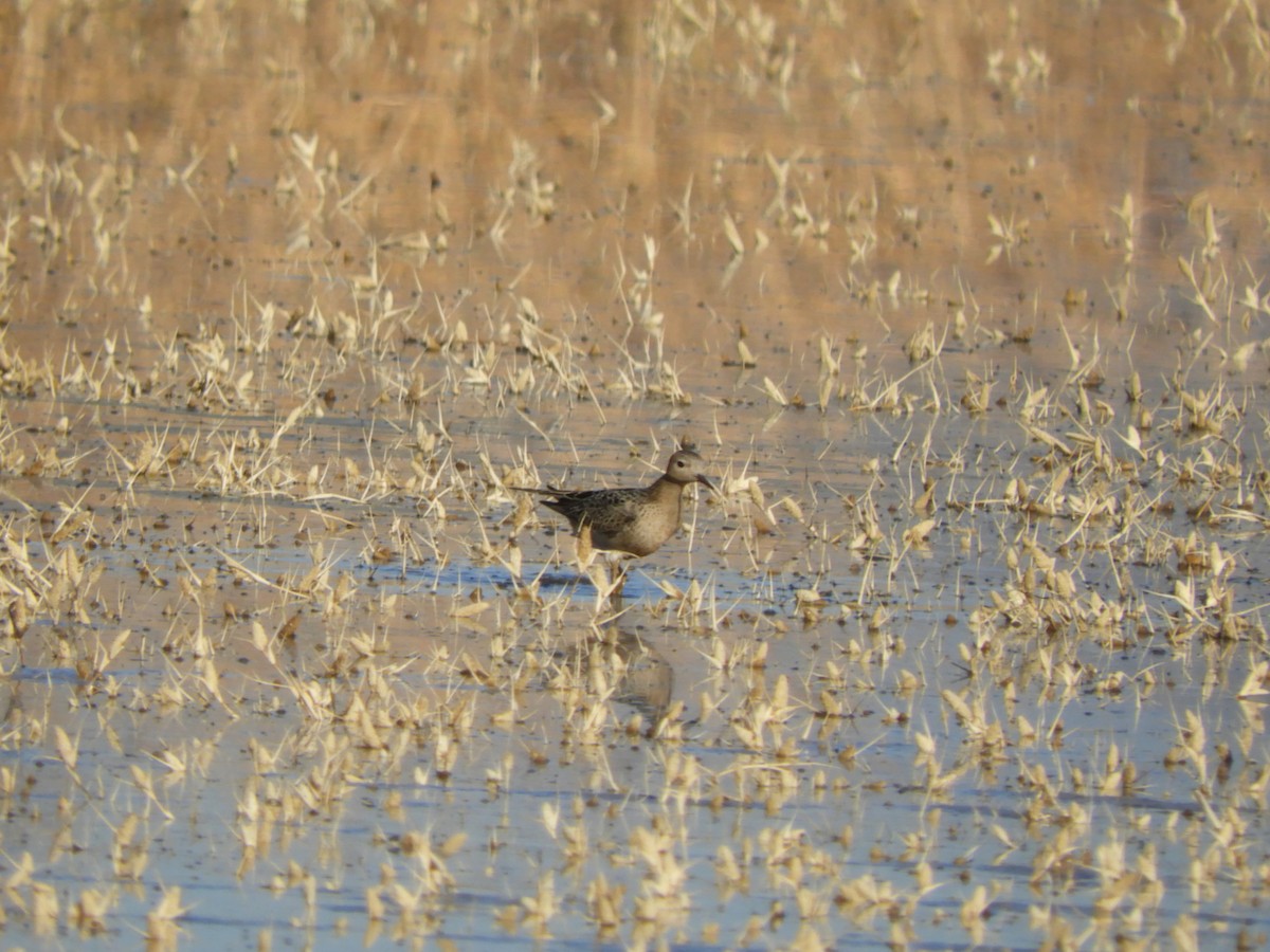 Buff-breasted Sandpiper - ML487143841