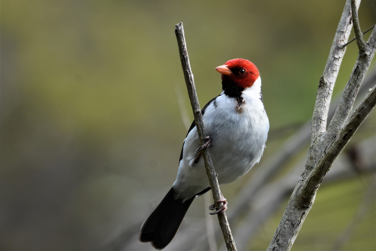 Yellow-billed Cardinal - ML487144241