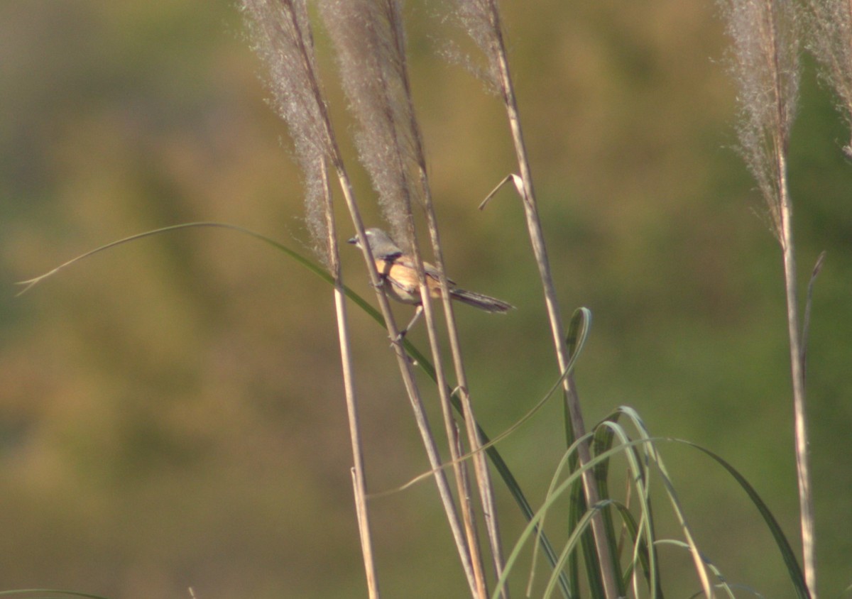 Long-tailed Reed Finch - Leopoldo Andrini