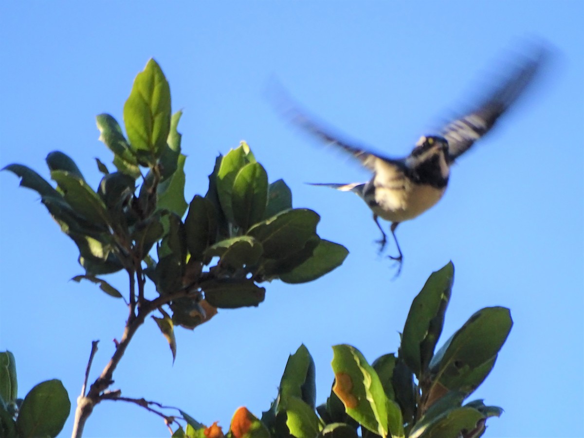 Black-throated Gray Warbler - ML487145631