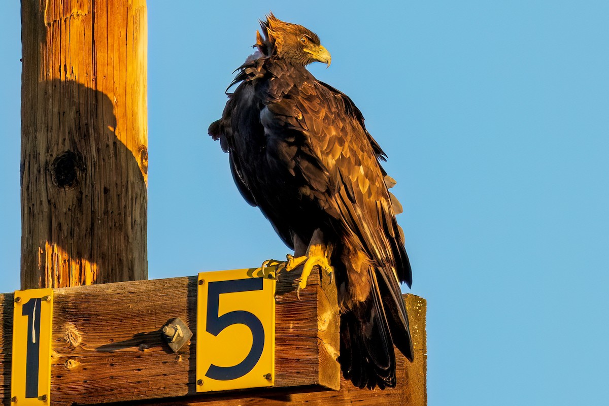 Golden Eagle - ML487145801