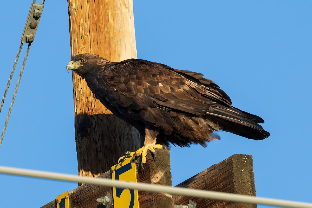 Golden Eagle - ML487145871