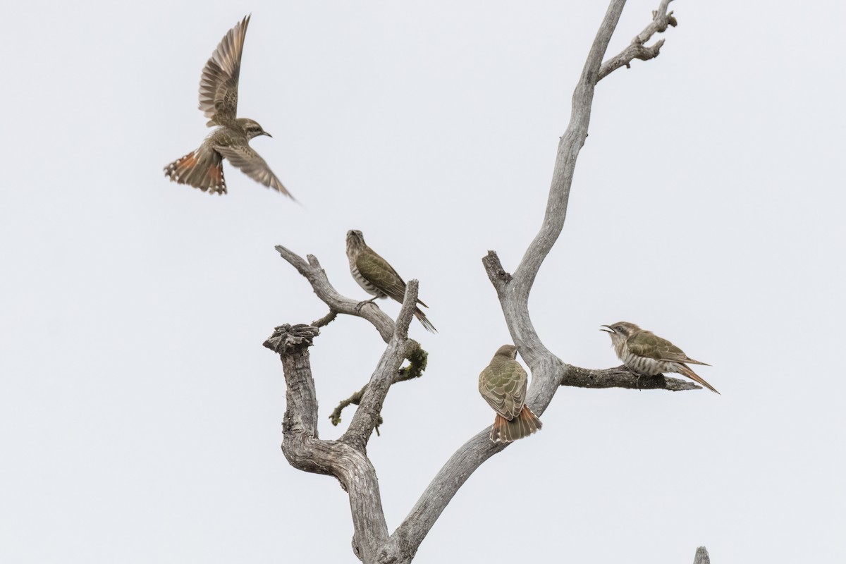 Horsfield's Bronze-Cuckoo - ML487145981