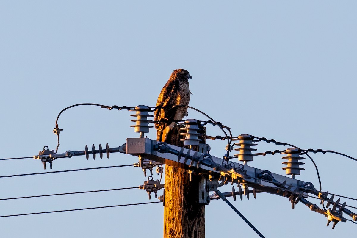 Red-tailed Hawk - ML487146501