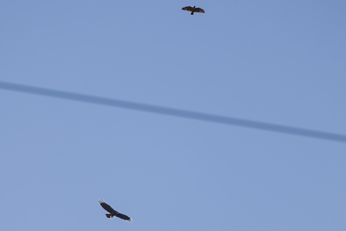 Red-tailed Hawk - ML487146521