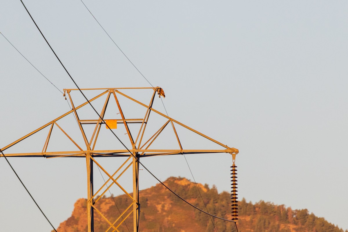 Swainson's Hawk - ML487146791