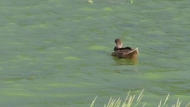 White-cheeked Pintail - ML487147681