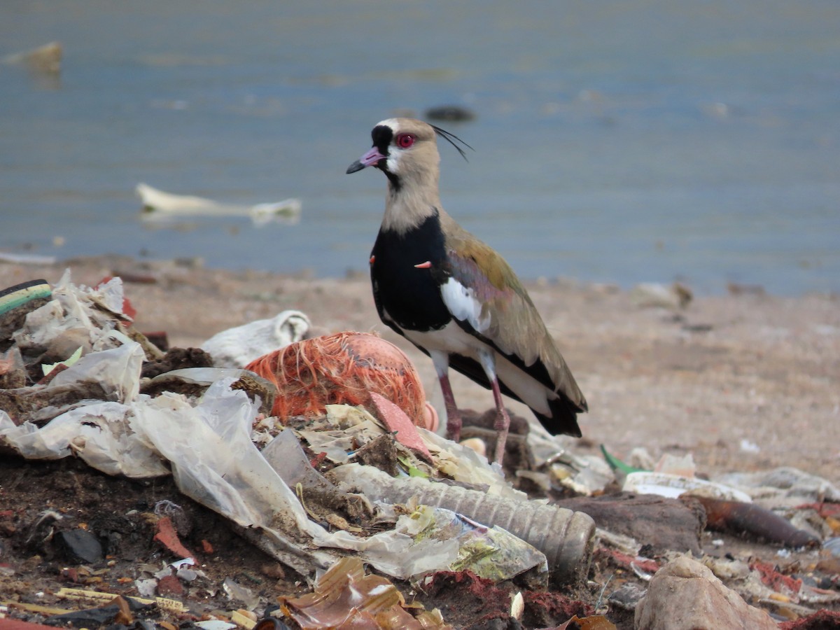 Southern Lapwing - ML487148621