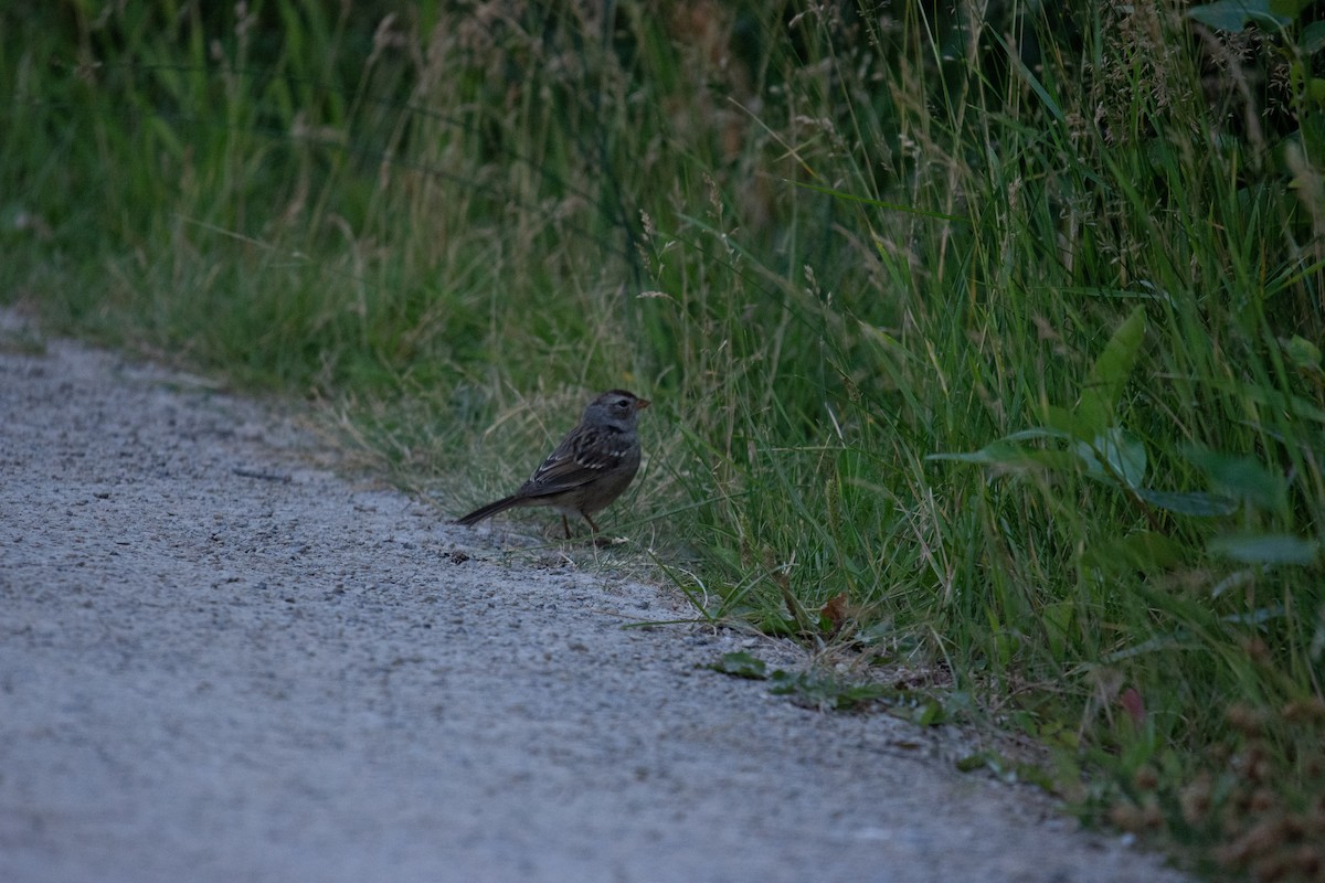 Golden-crowned Sparrow - ML487149381