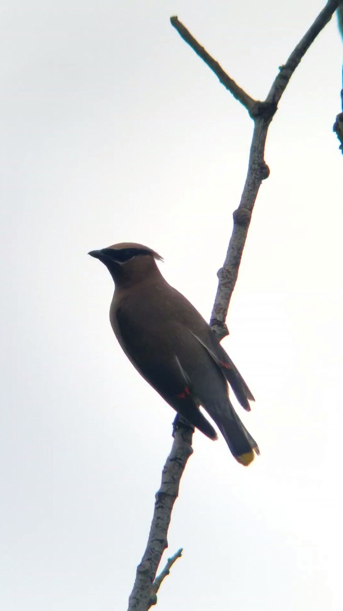 Cedar Waxwing - ML487149791