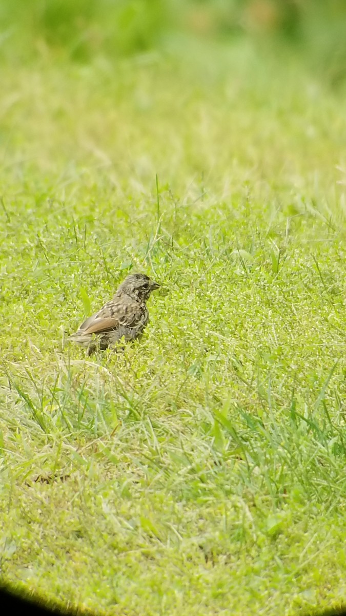 Song Sparrow - ML487150041