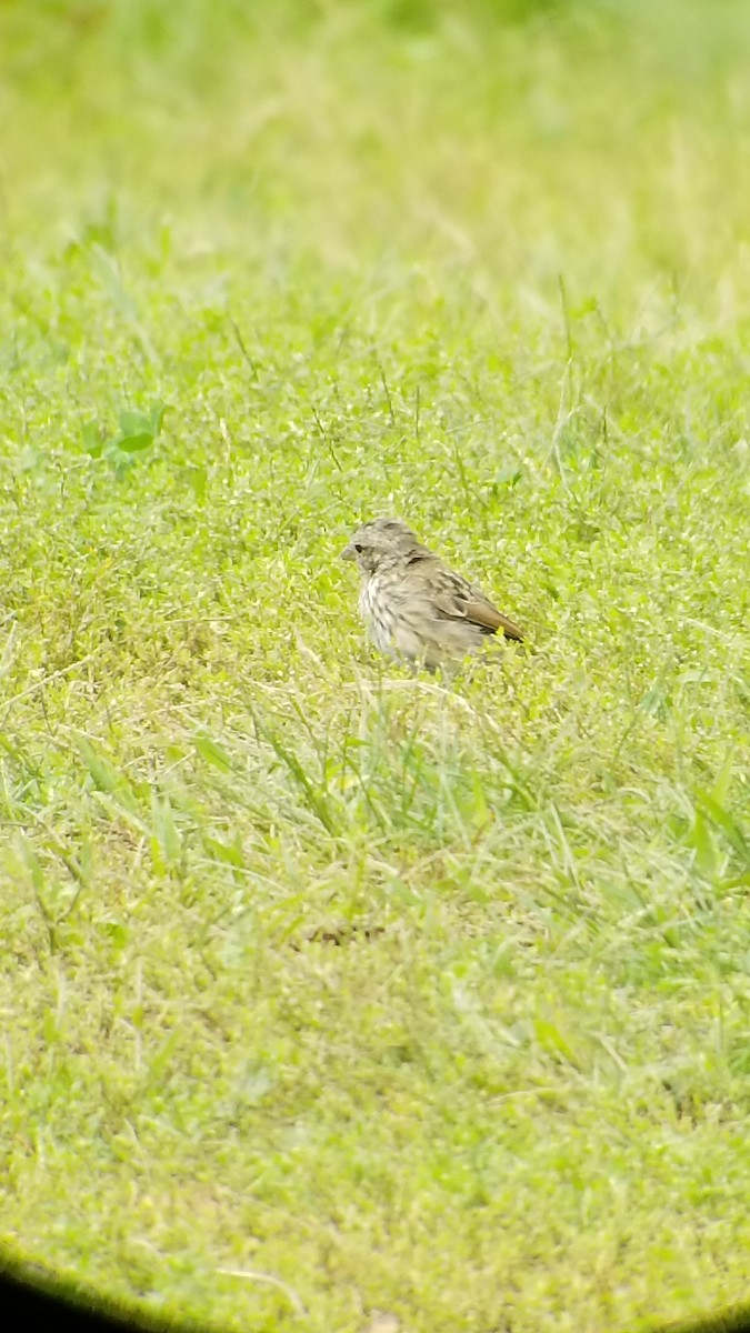 Song Sparrow - ML487150051