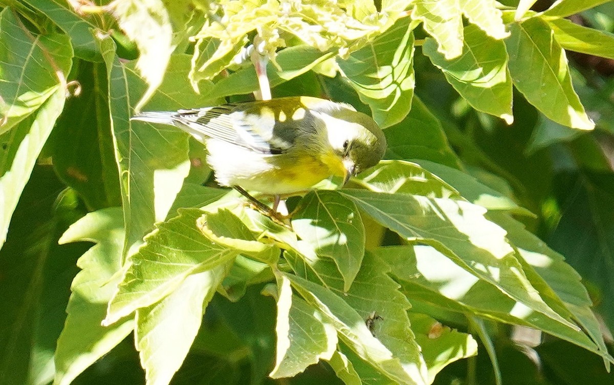 Northern Parula - ML487150221