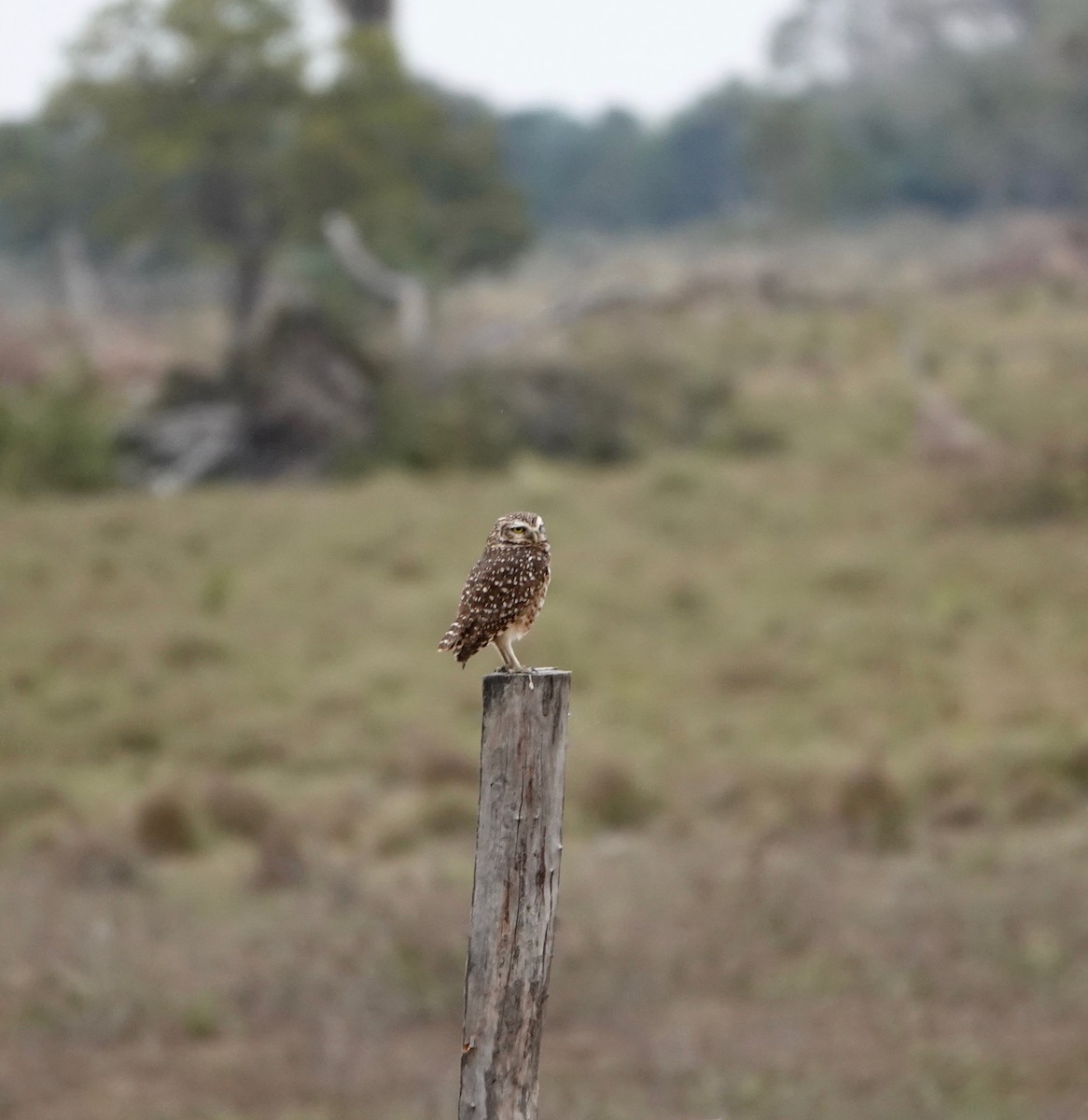 Burrowing Owl - ML487150381