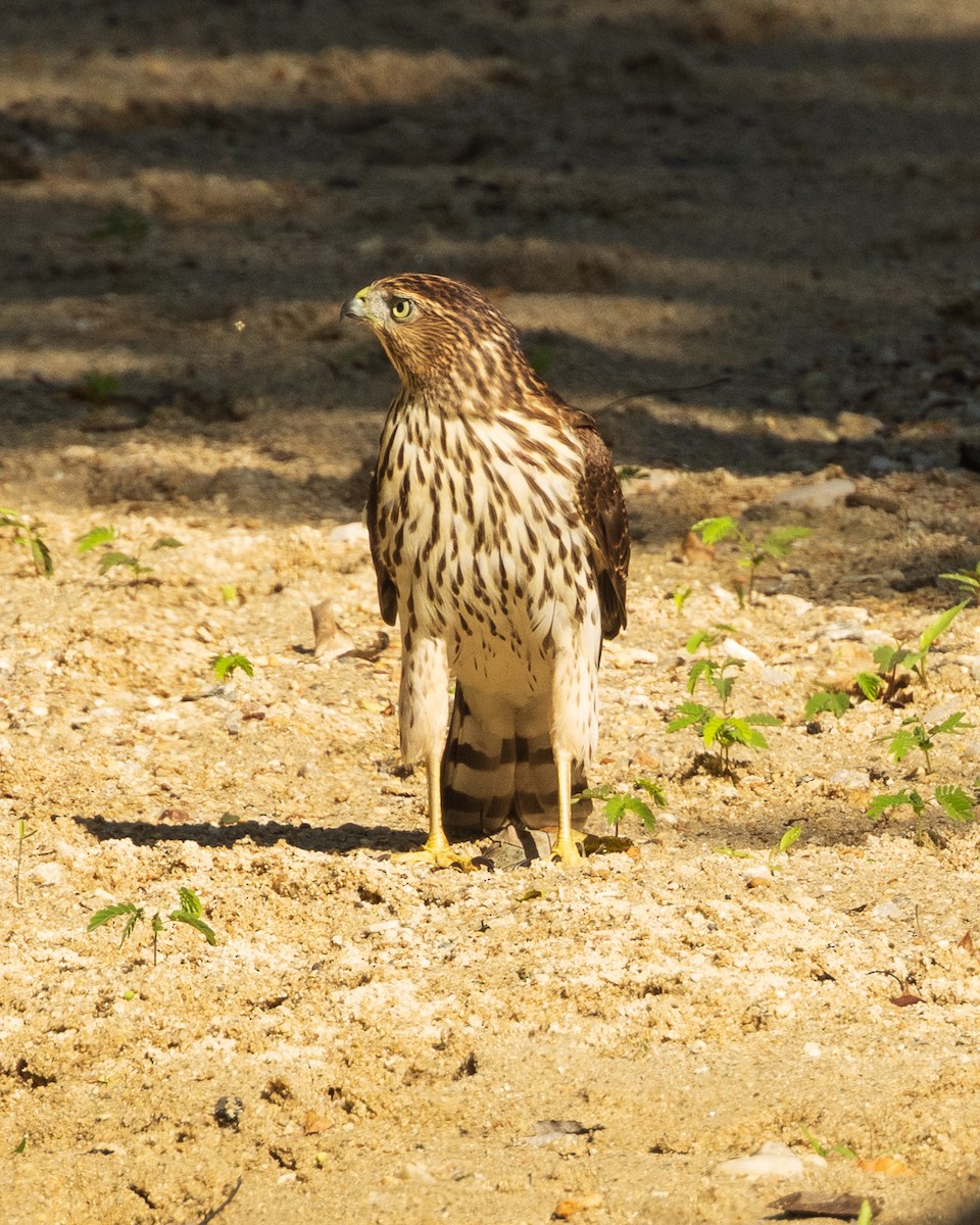 Cooper's Hawk - ML487150661