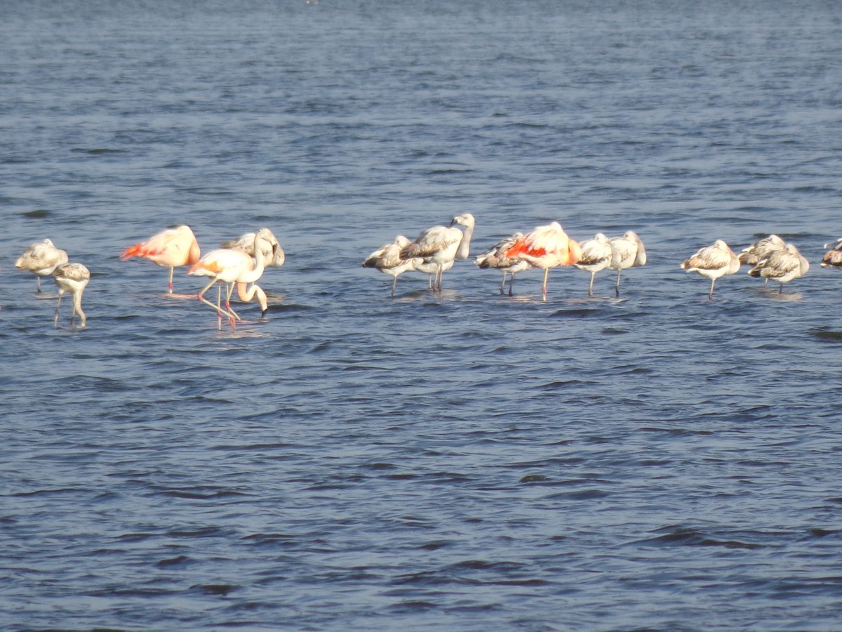 Chilean Flamingo - Martin  Juarez