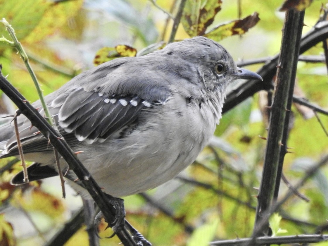 Northern Mockingbird - Alan Pollard