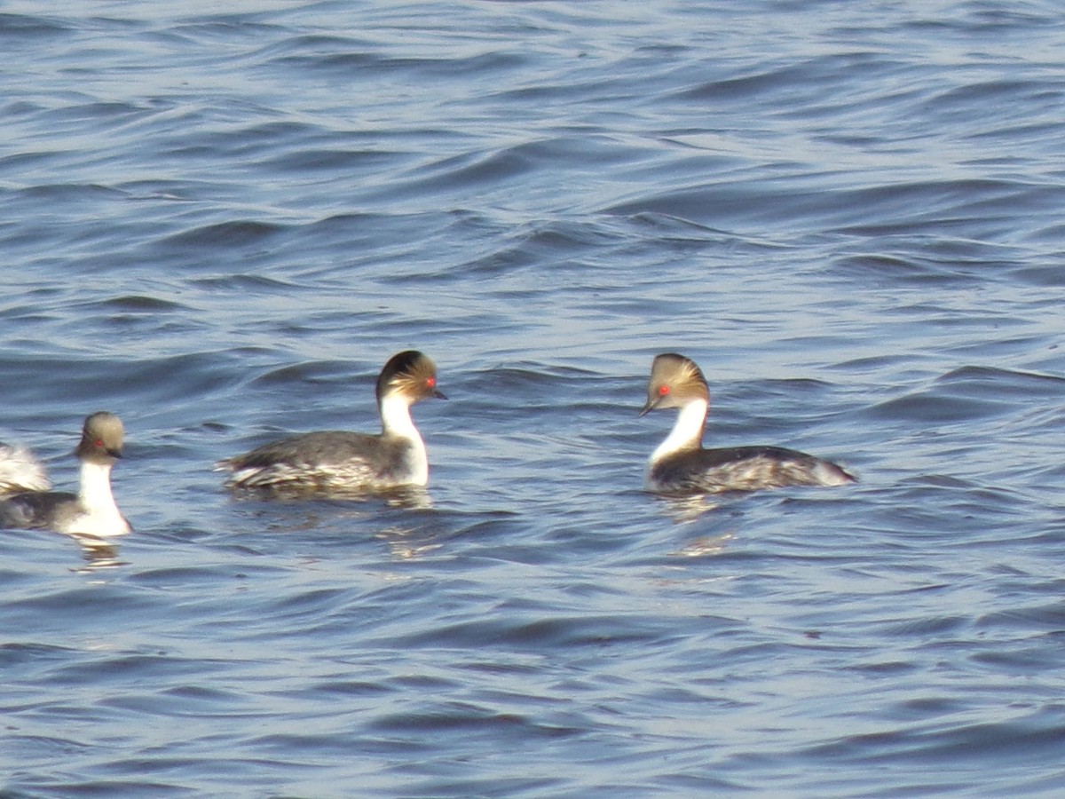 Silvery Grebe - ML487151001