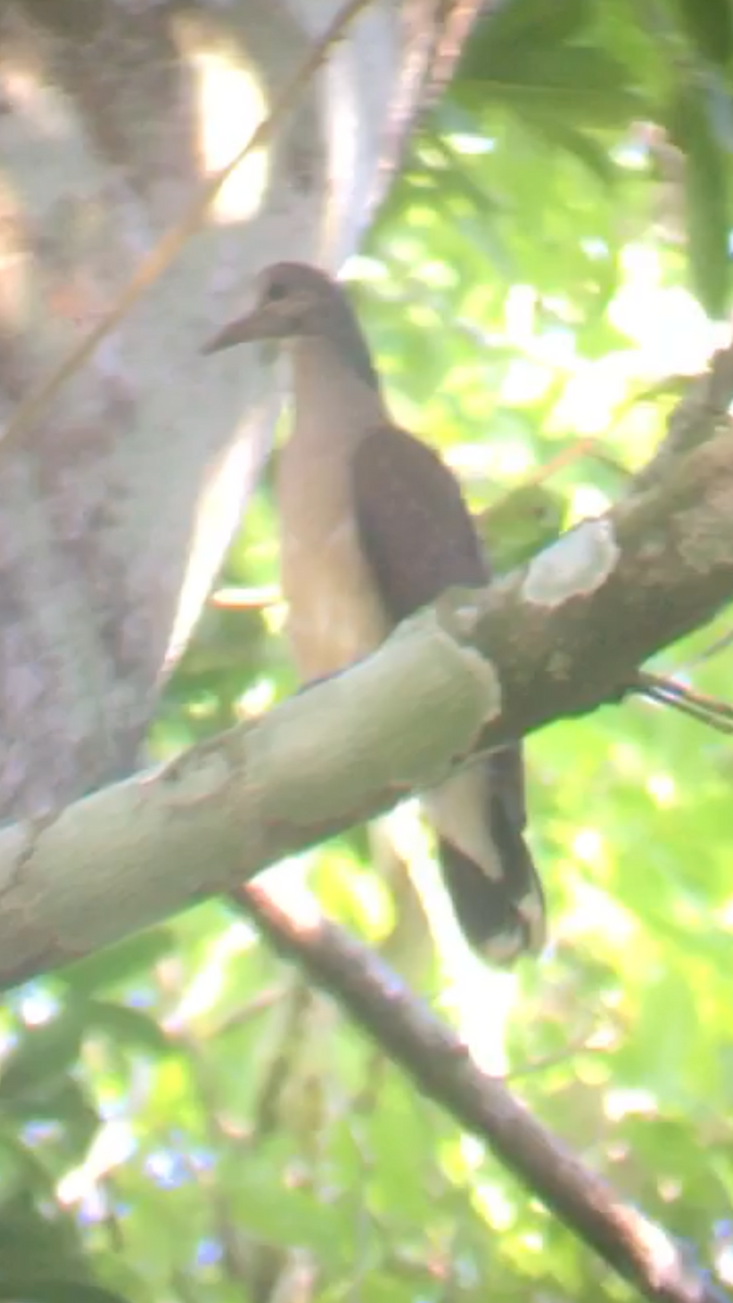 White-tipped Dove - ML487151201