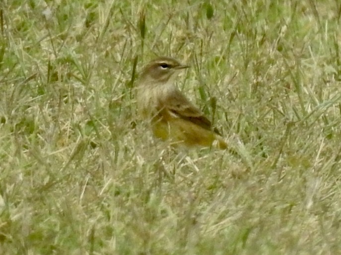 Palm Warbler - ML487151251