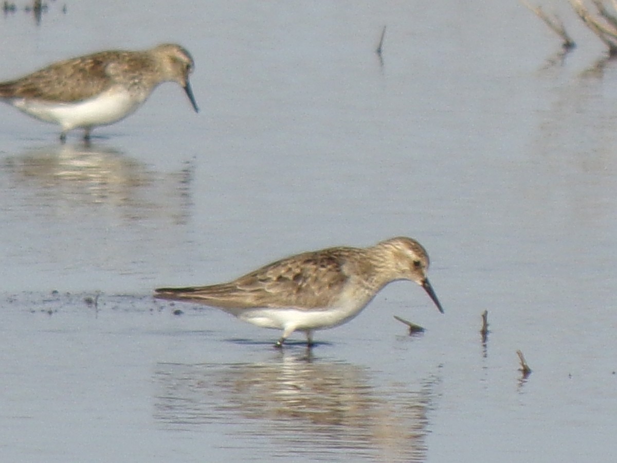 White-rumped Sandpiper - ML487151791