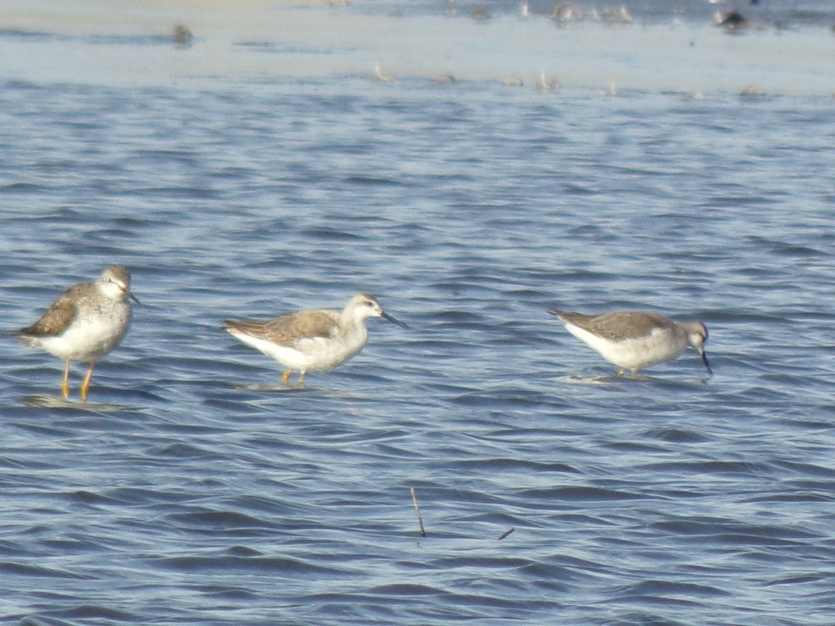 Phalarope de Wilson - ML487152051